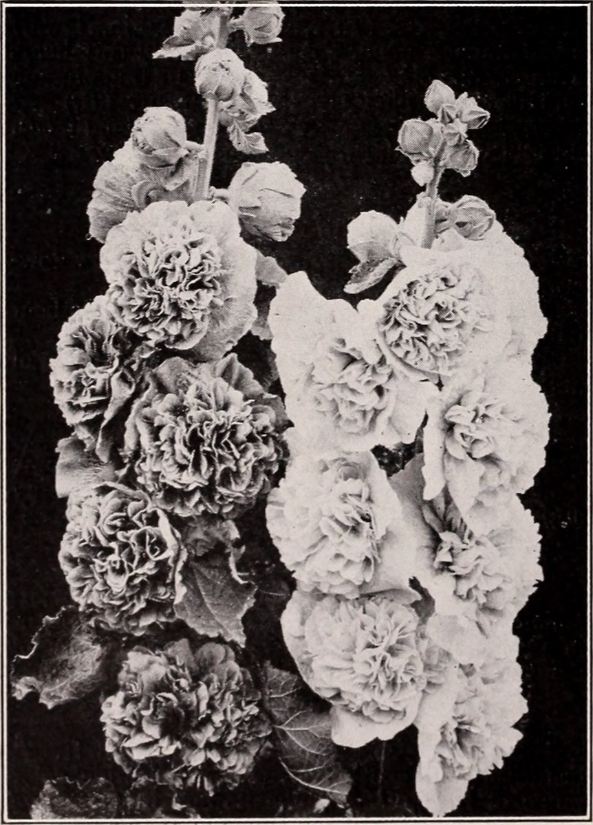 Шток-роза Double Yellow махровая - фото 2