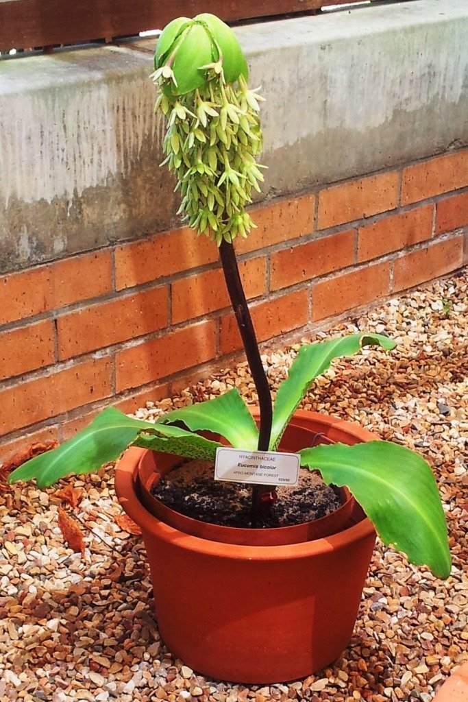 Эукомис Биколор - фото 7