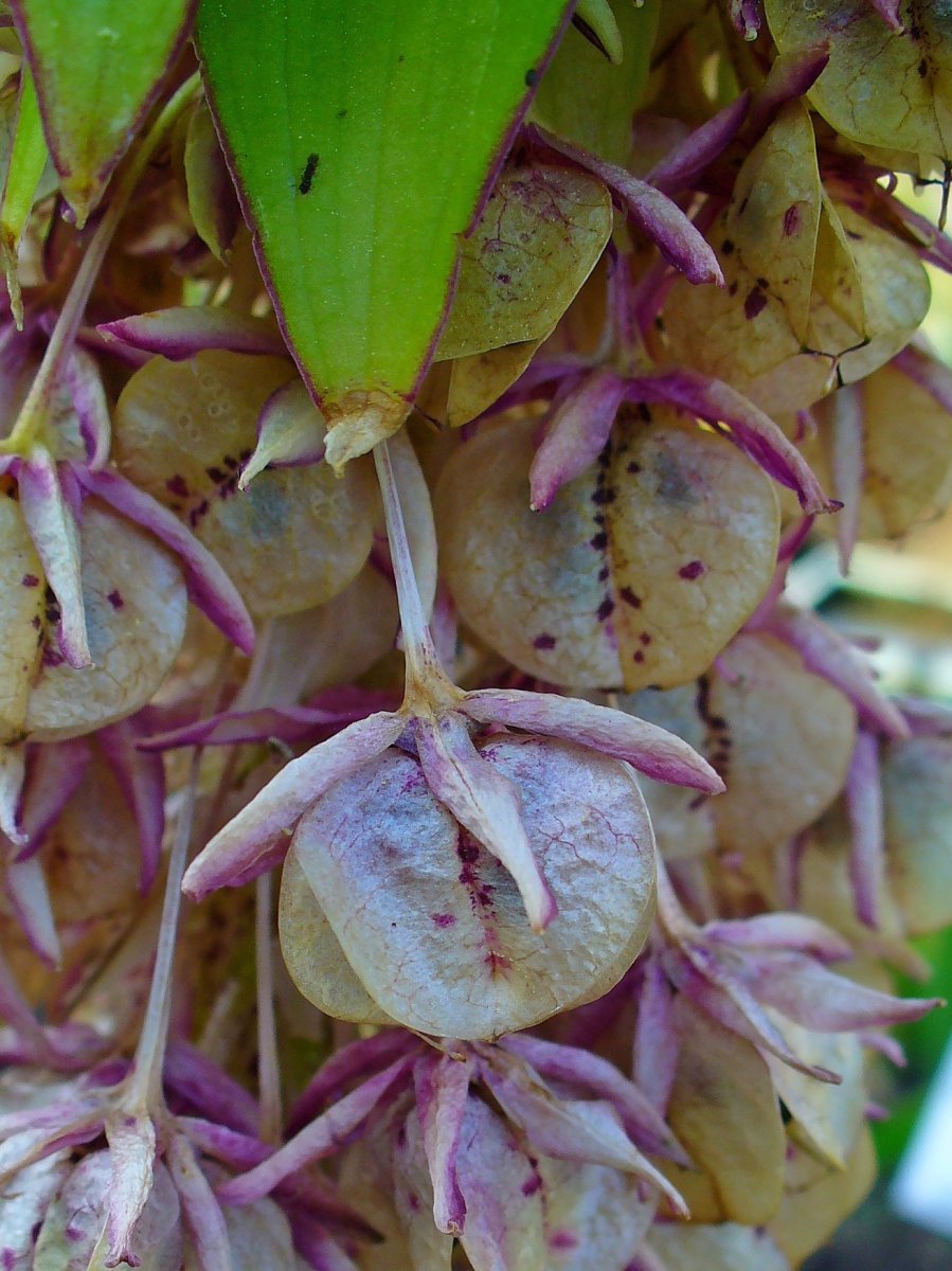 Эукомис Биколор - фото 3