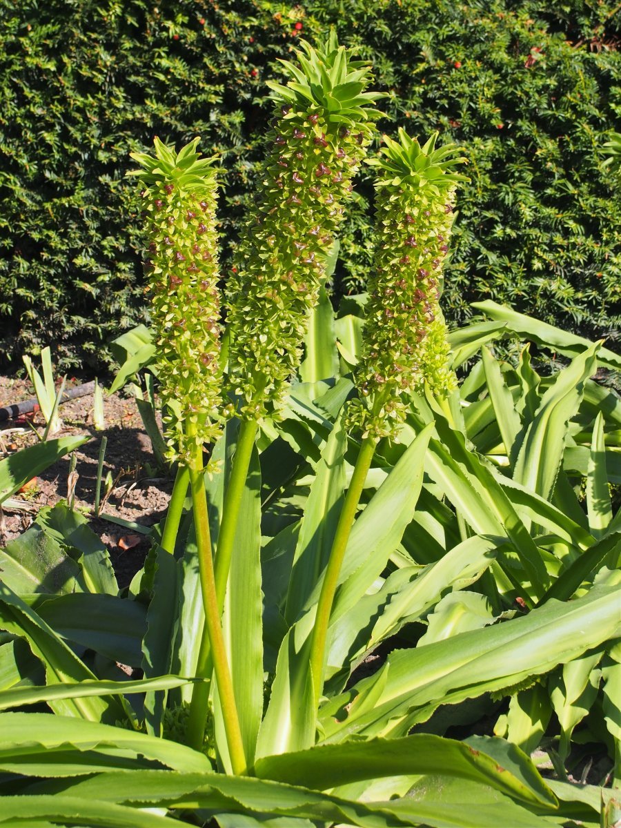 Эукомис Биколор - фото 9