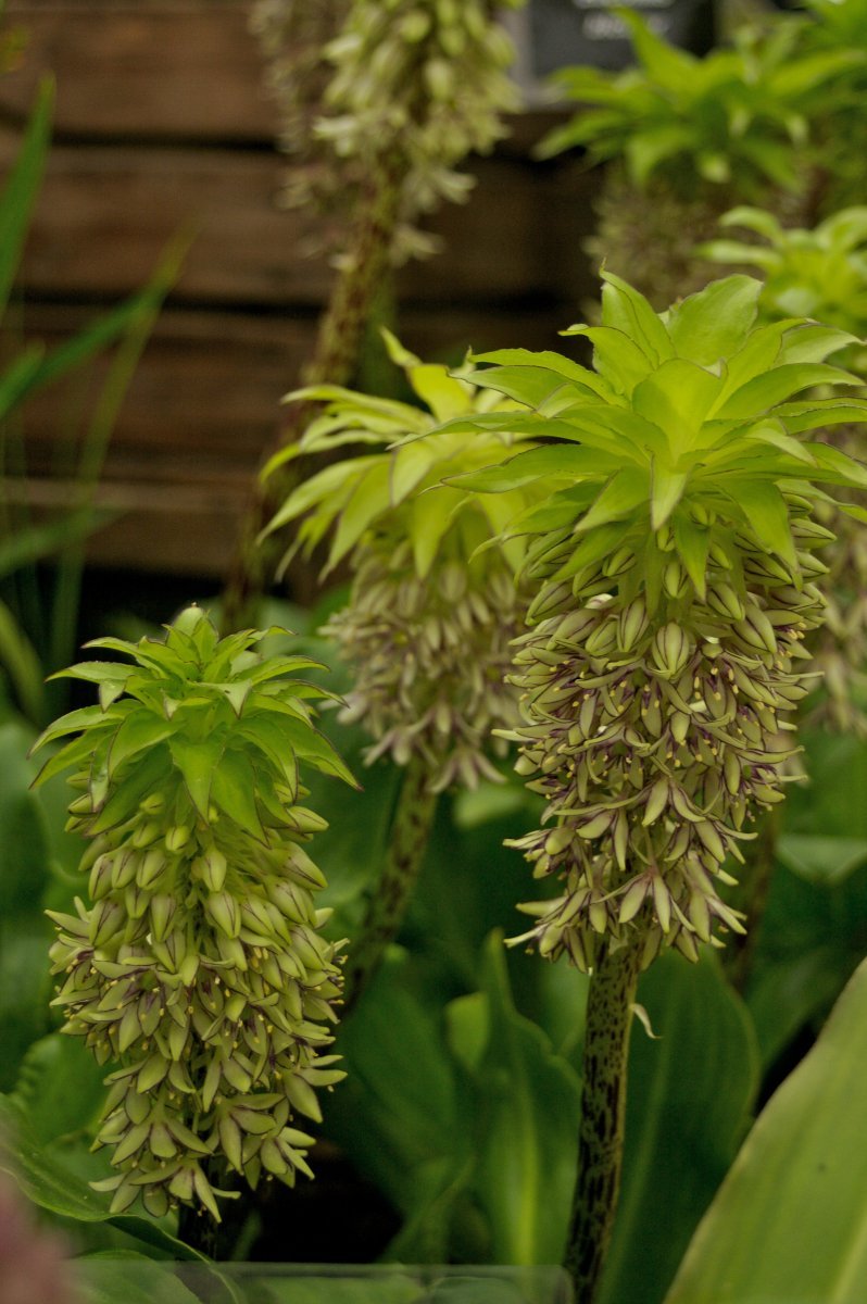 Эукомис Биколор - фото 6