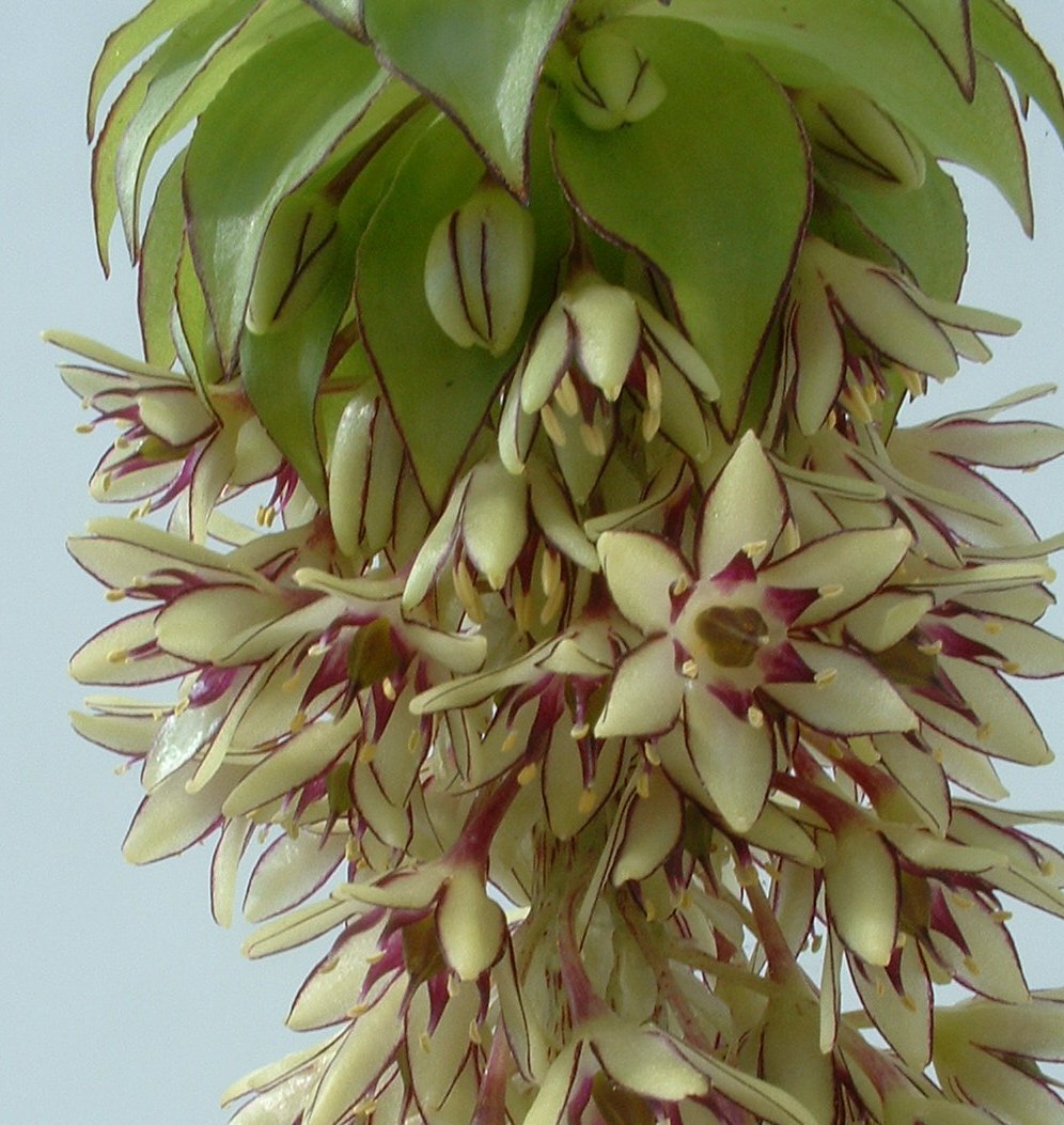 Эукомис Биколор - фото 2