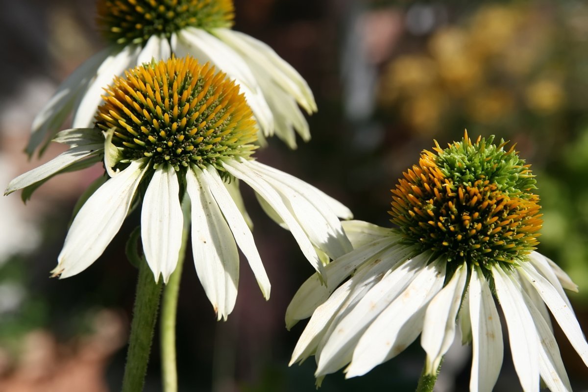 Эхинацея пурпурная Белый лебедь - фото 5