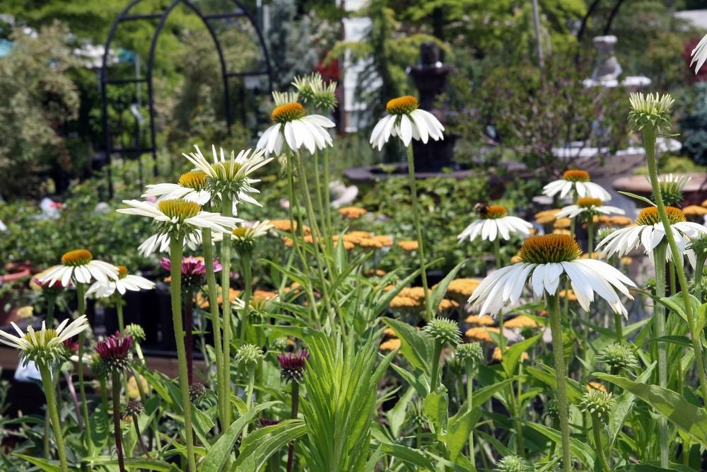 Эхинацея пурпурная Белый лебедь - фото 8