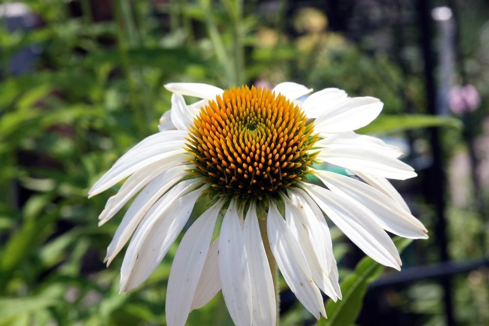 Эхинацея пурпурная Белый лебедь - фото 7