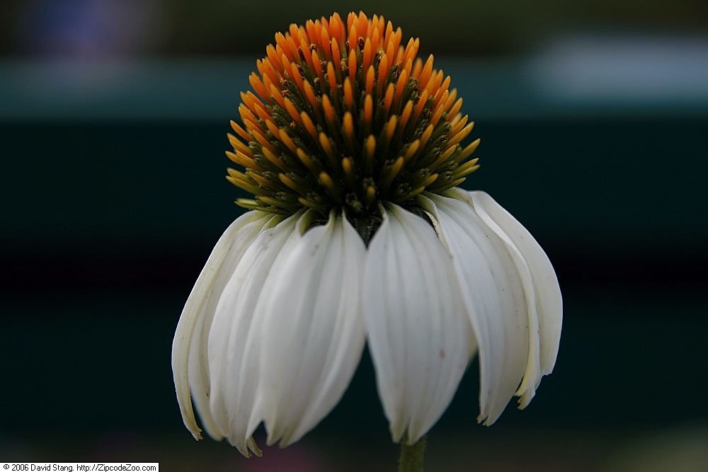 Эхинацея пурпурная Белый лебедь - фото 9