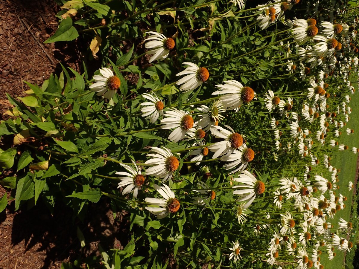 Эхинацея пурпурная Белый лебедь - фото 10