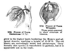 Юкка нитчатая - фото 3