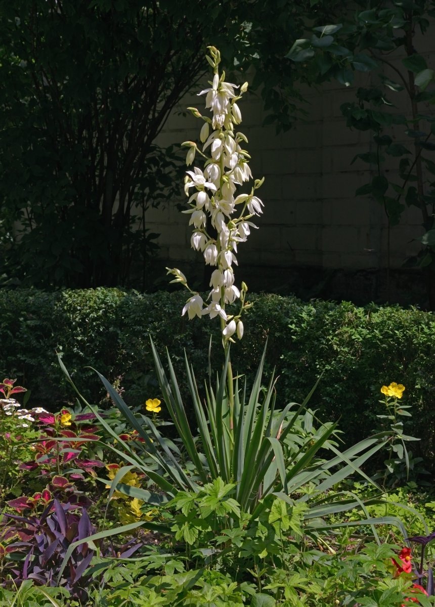 Юкка нитчатая - фото 7