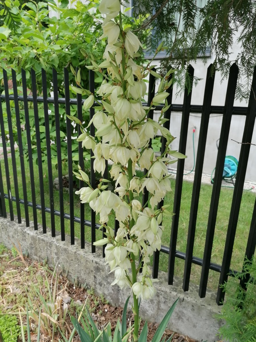 Юкка нитчатая - фото 2