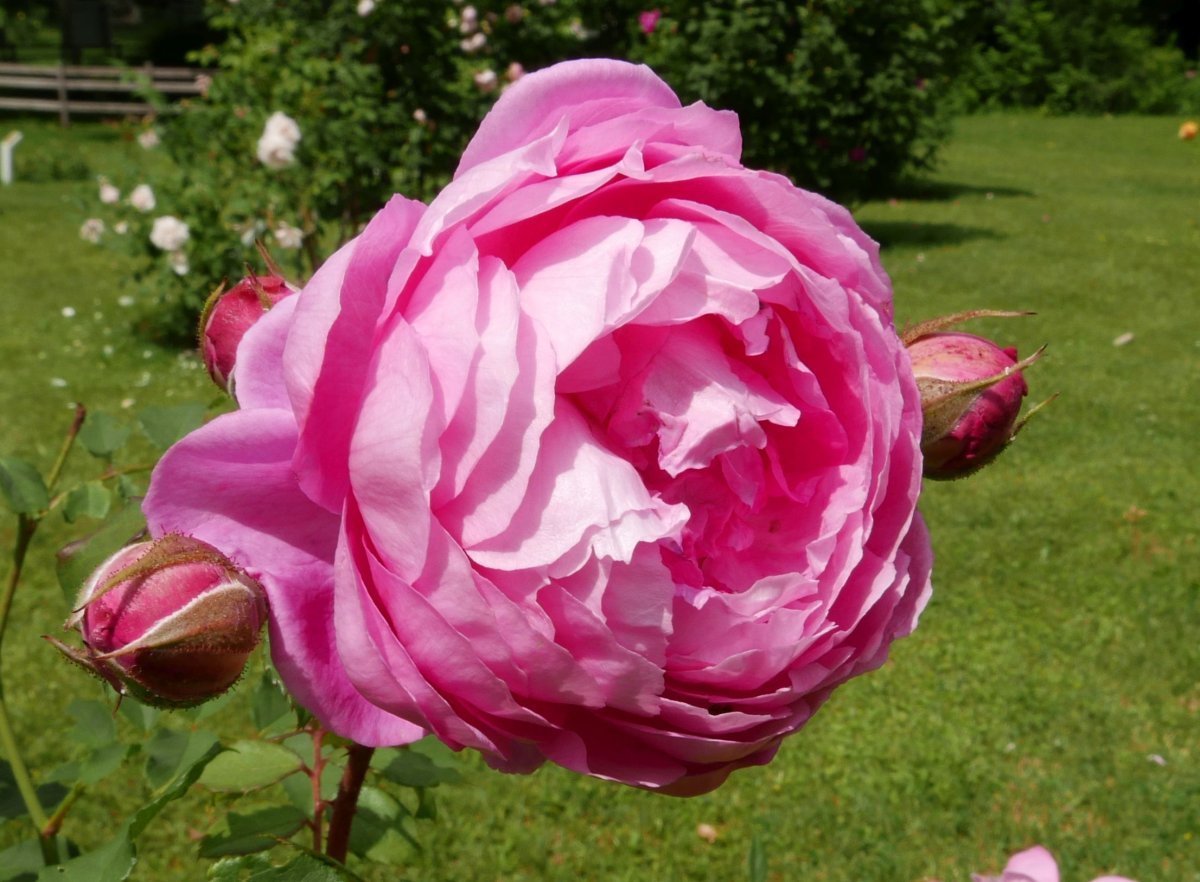 Роза Алан Титчмарш - фото 2