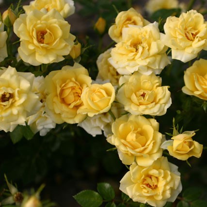 Роза почвопокровная Фейри Айлес