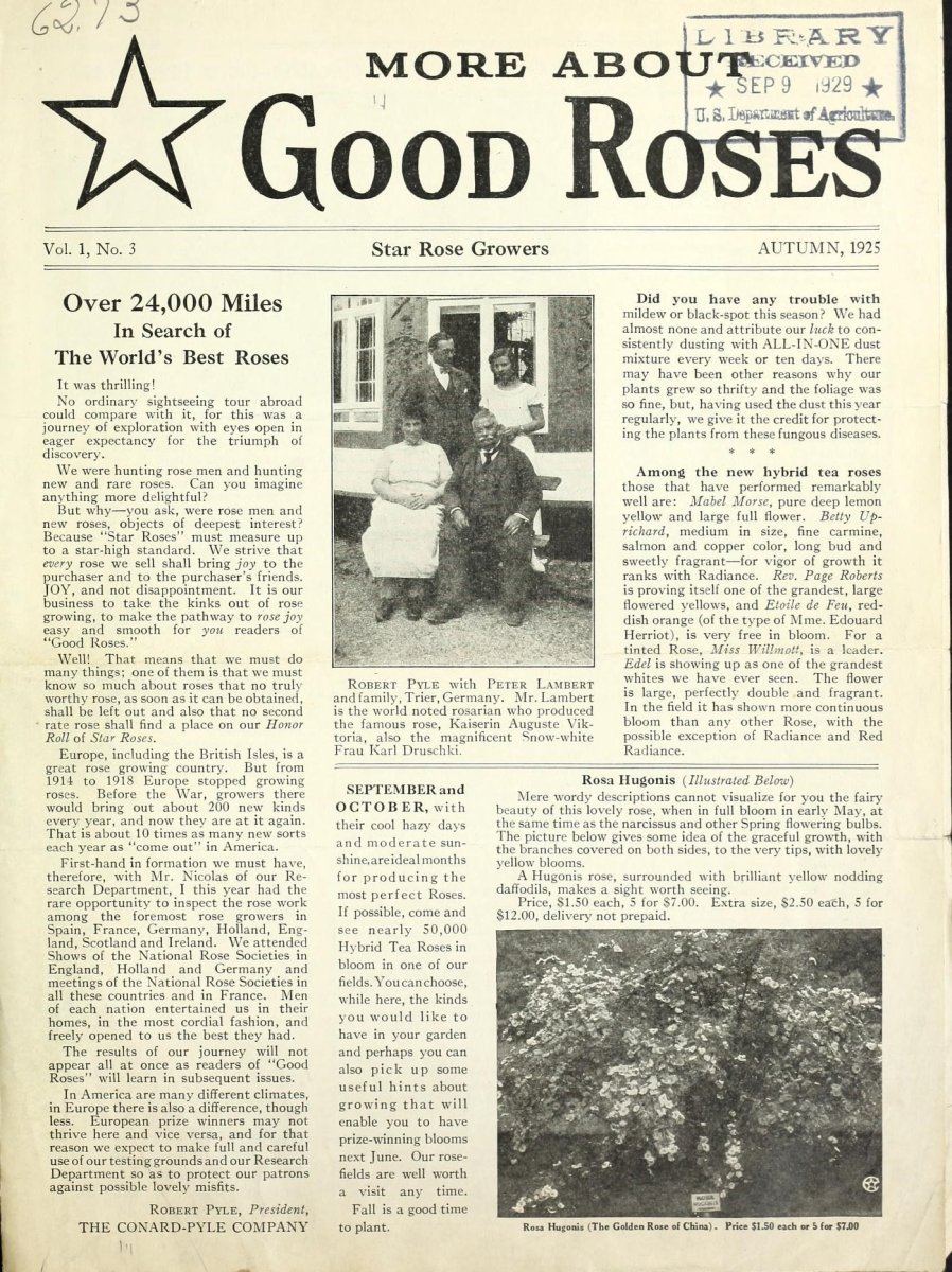 Роза почвопокровная Фейри Айлес - фото 2