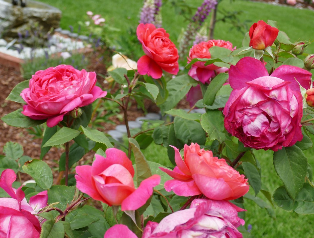 Роза Бенджамин Бриттен - фото 4