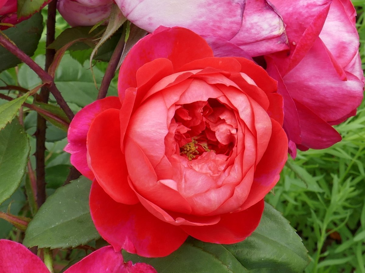 Роза Бенджамин Бриттен - фото 3