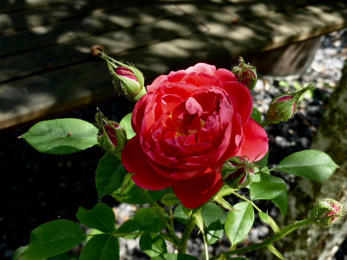 Роза Бенджамин Бриттен - фото 2