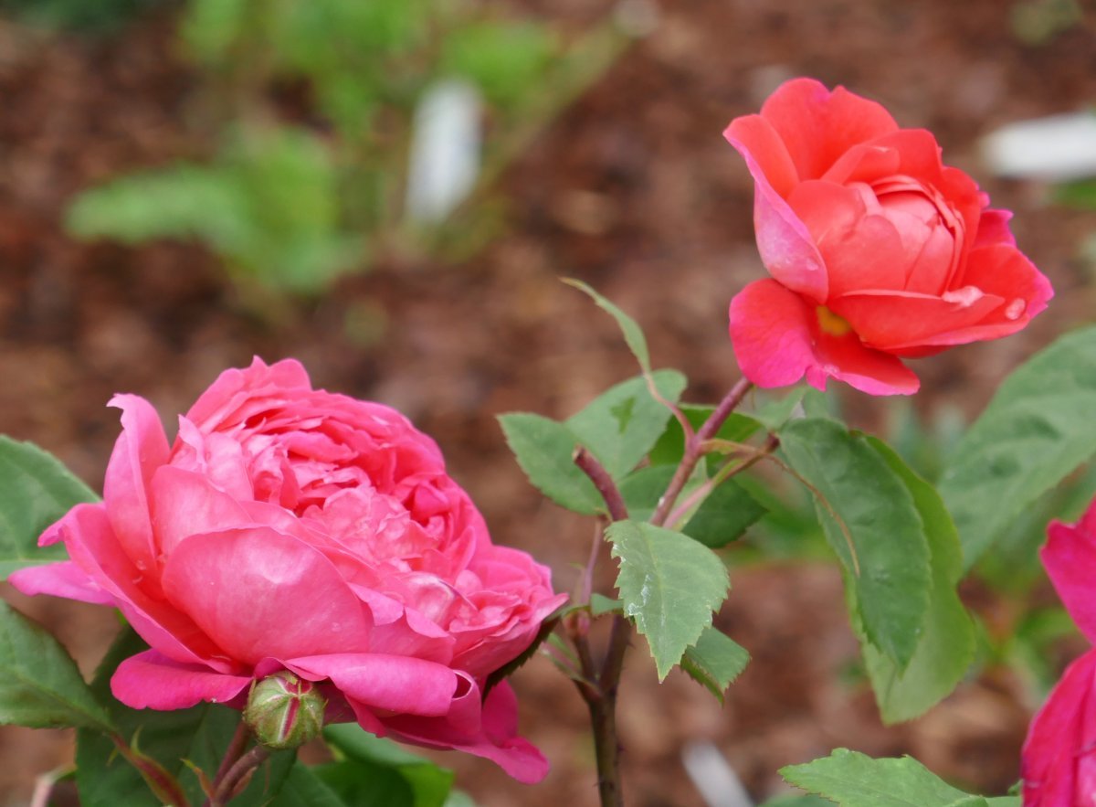 Роза Бенджамин Бриттен - фото 6