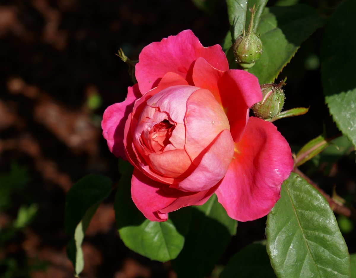 Роза Бенджамин Бриттен - фото 9