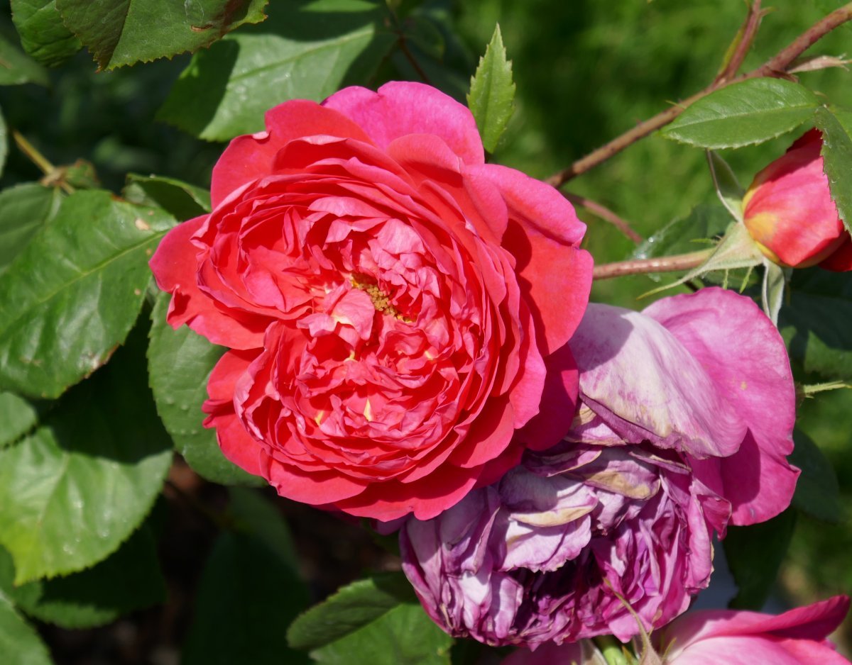 Роза Бенджамин Бриттен - фото 7