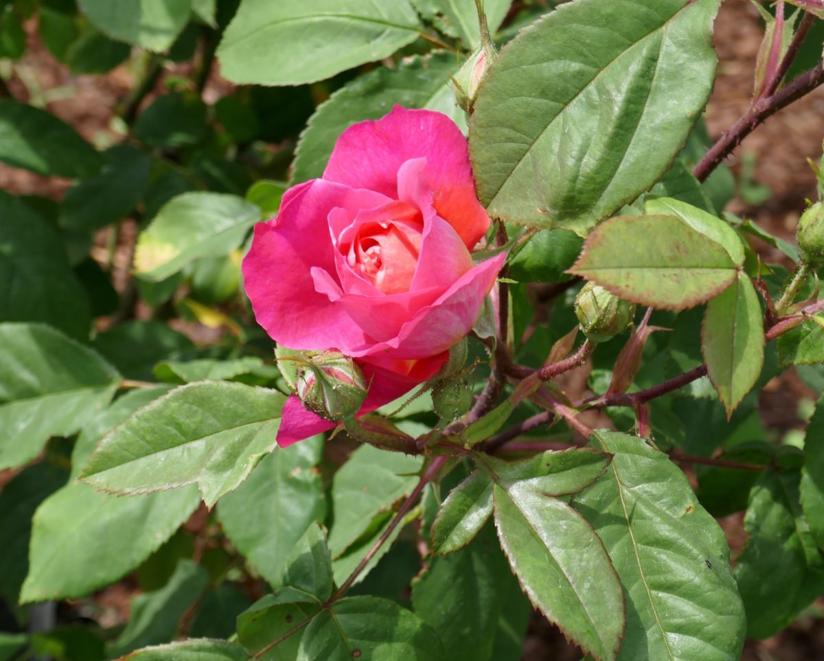 Роза Бенджамин Бриттен - фото 10