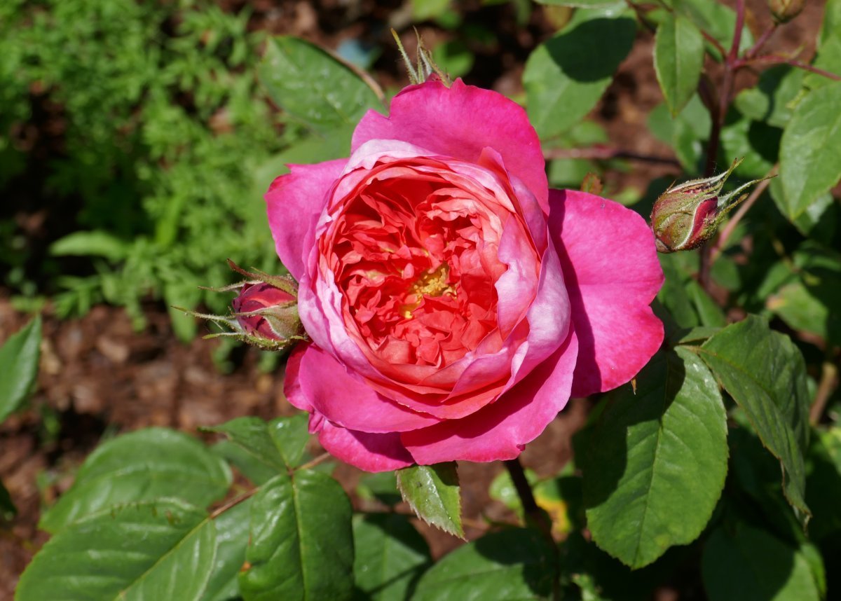 Роза Бенджамин Бриттен - фото 8