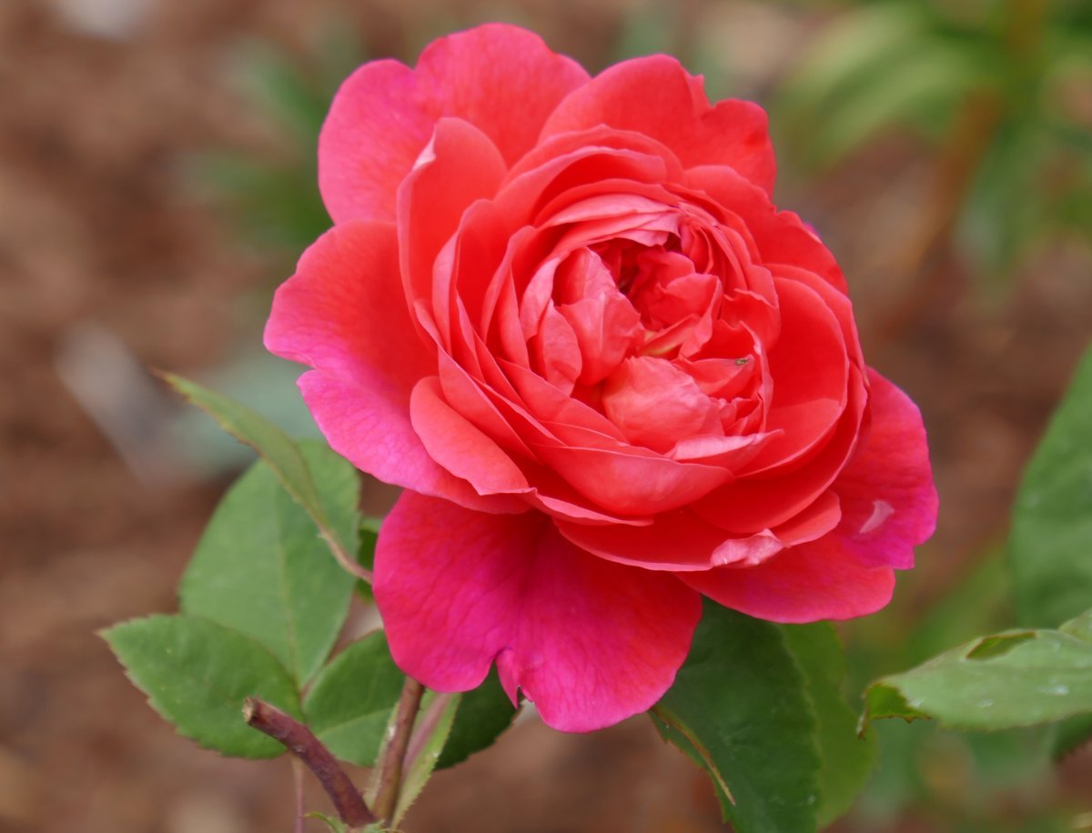 Роза Бенджамин Бриттен - фото 5