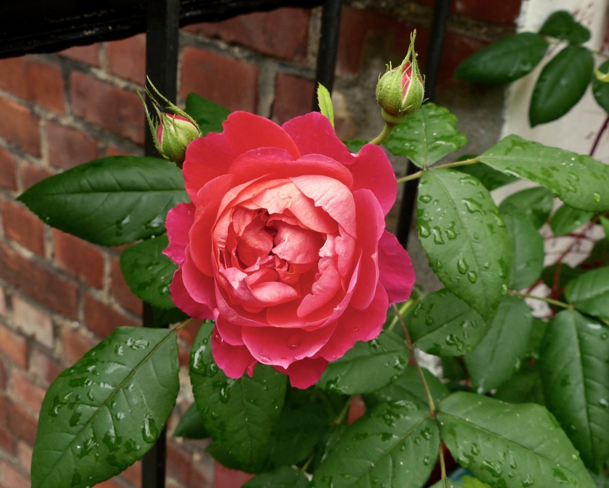 Роза Бенджамин Бриттен