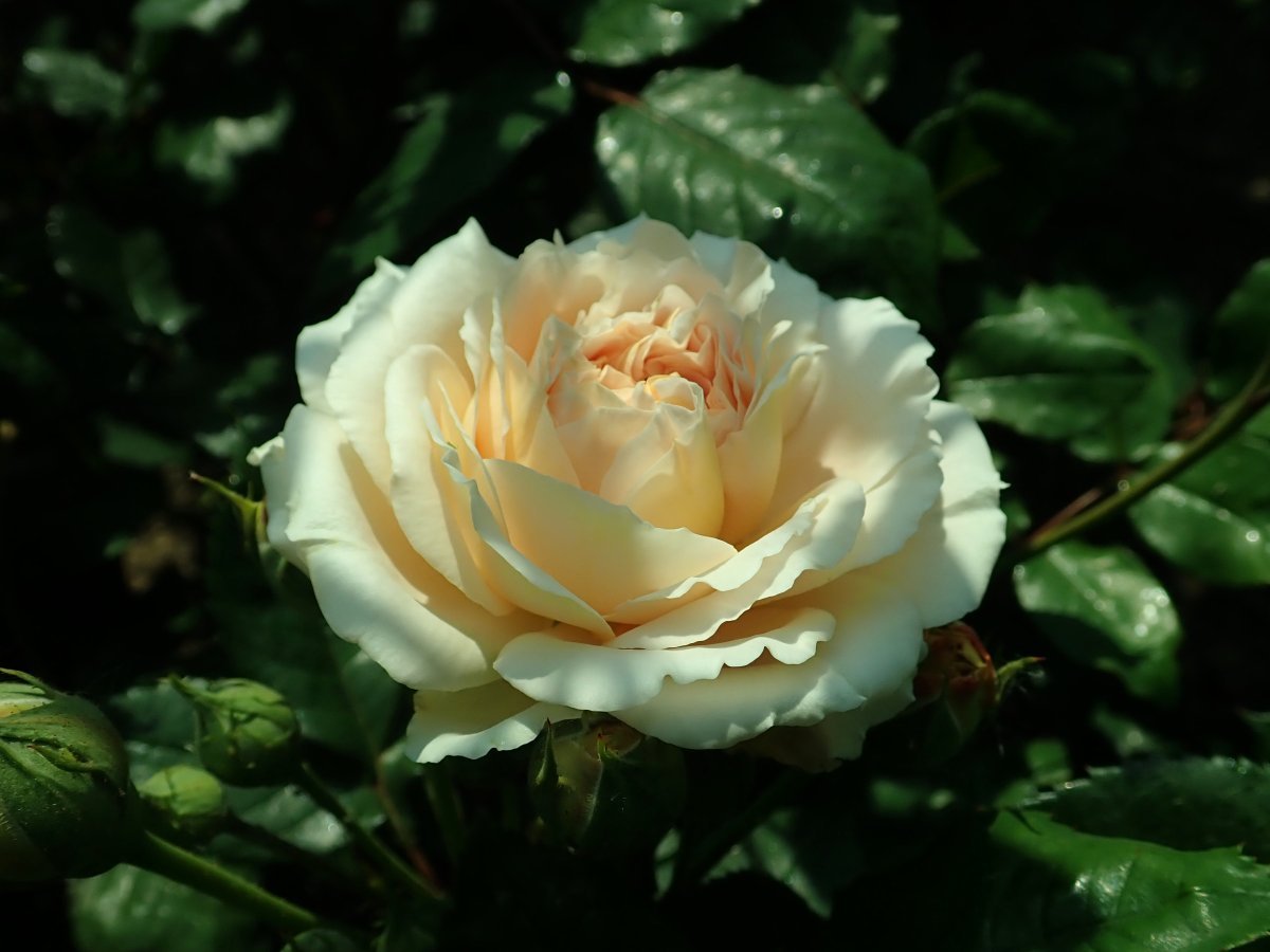 Роза Крон Принцесс Маргарет - фото 10