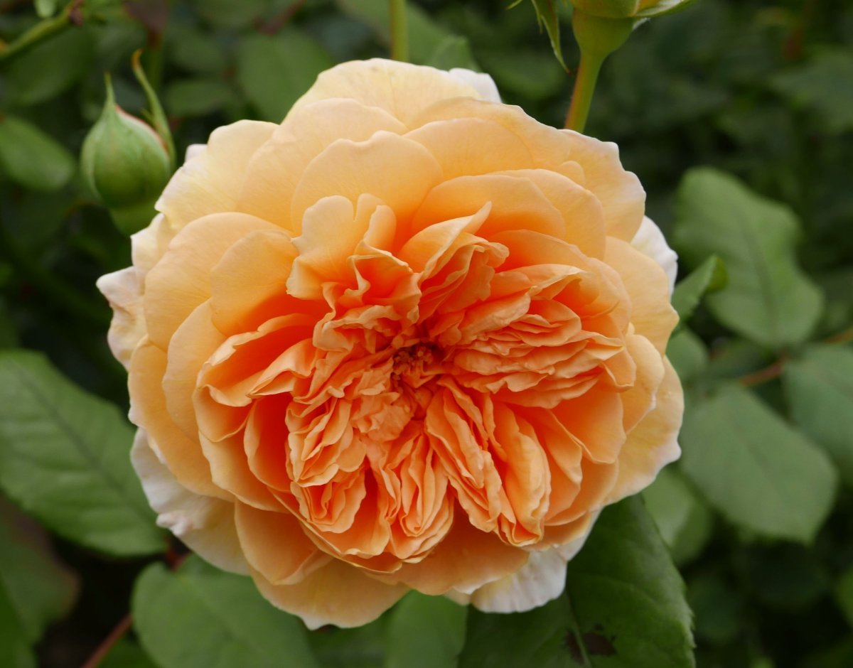 Роза Крон Принцесс Маргарет - фото 3