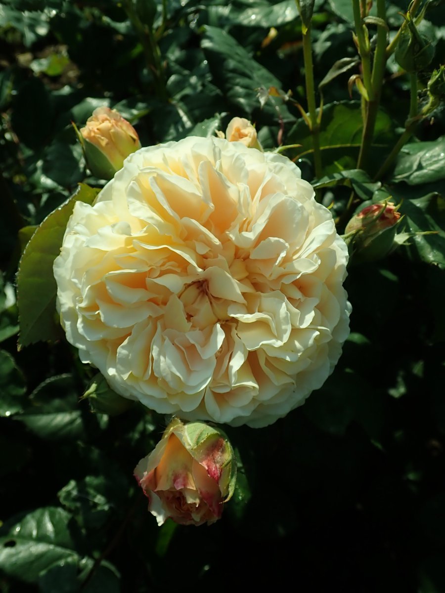 Роза Крон Принцесс Маргарет - фото 7