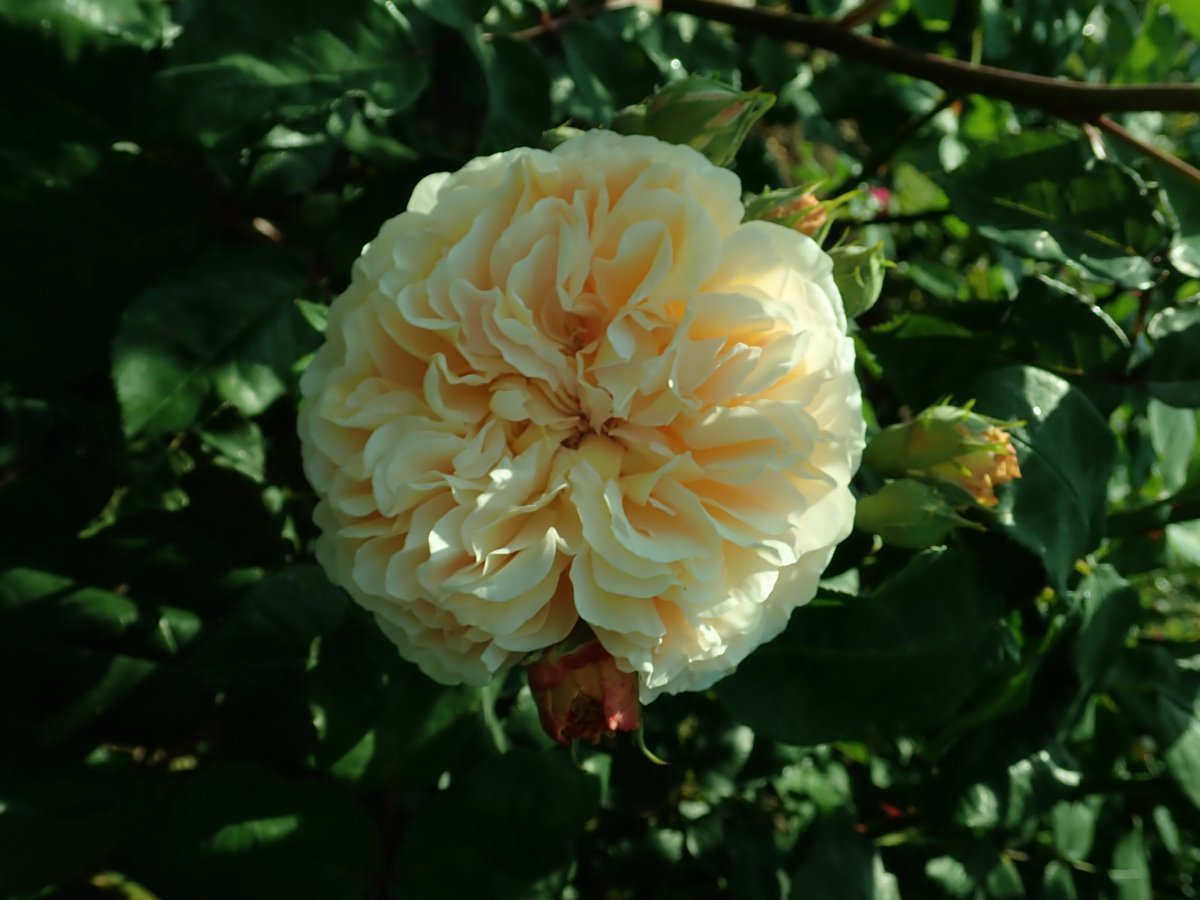 Роза Крон Принцесс Маргарет - фото 9