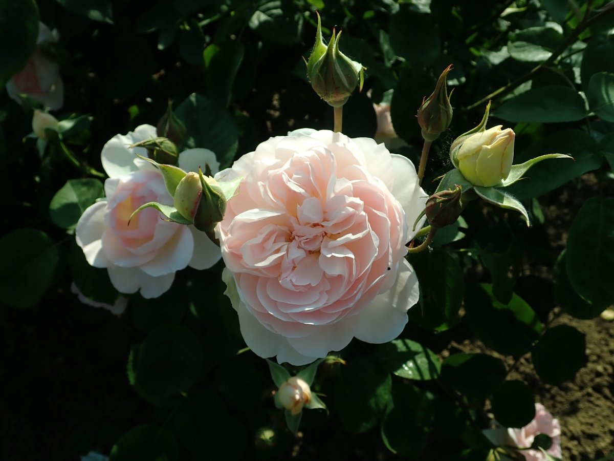 Роза Джентл Гермионе - фото 7