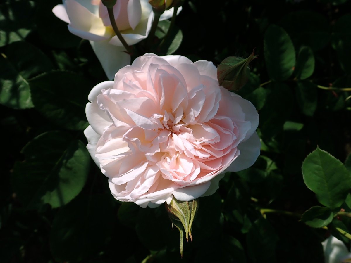 Роза Джентл Гермионе - фото 6