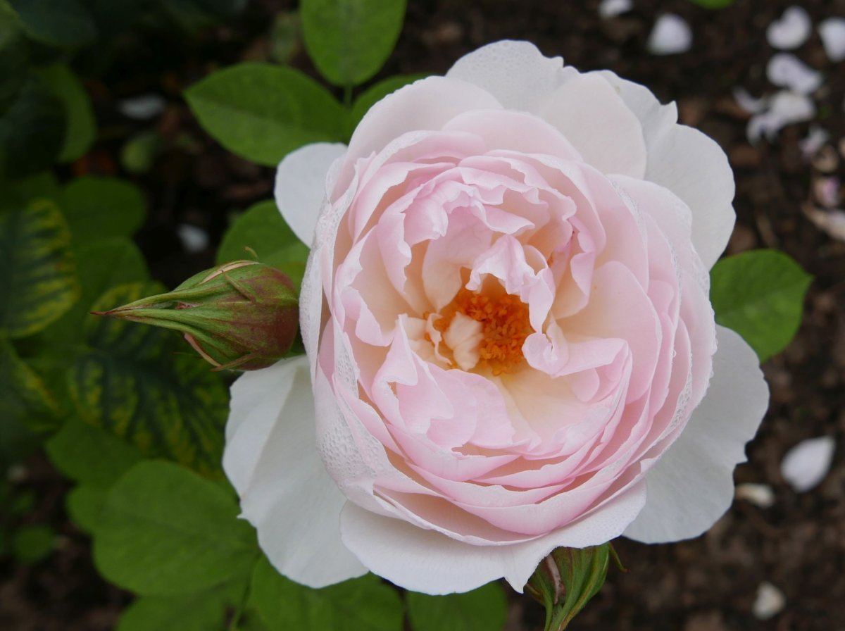 Роза Джентл Гермионе - фото 3