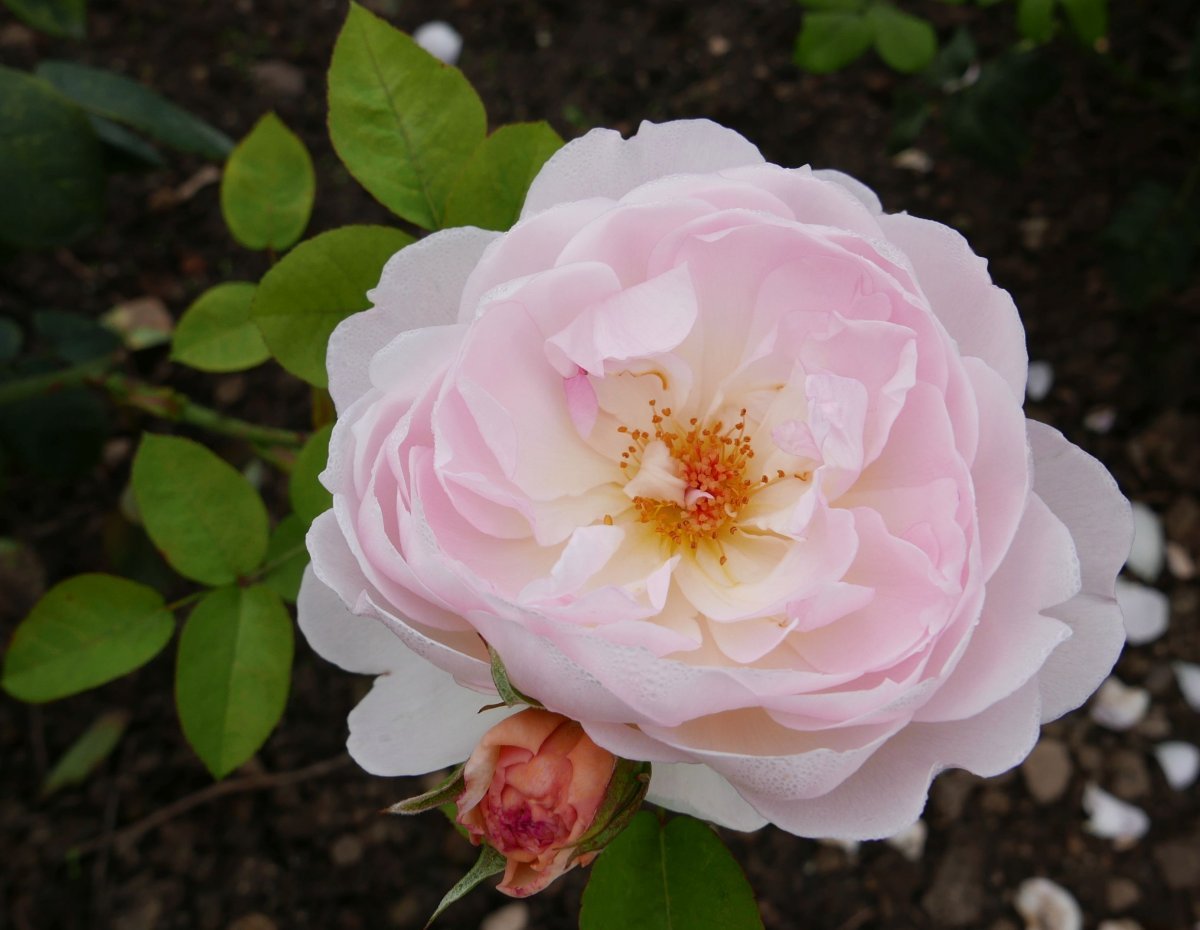 Роза Джентл Гермионе - фото 2