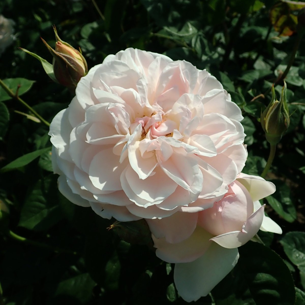 Роза Джентл Гермионе - фото 10