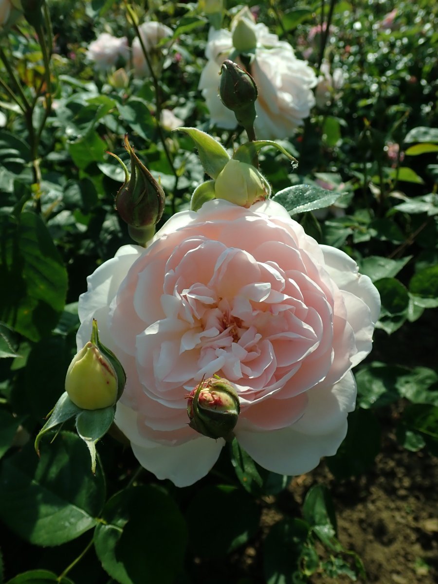 Роза Джентл Гермионе - фото 9