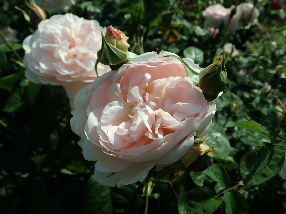 Роза Джентл Гермионе - фото 8