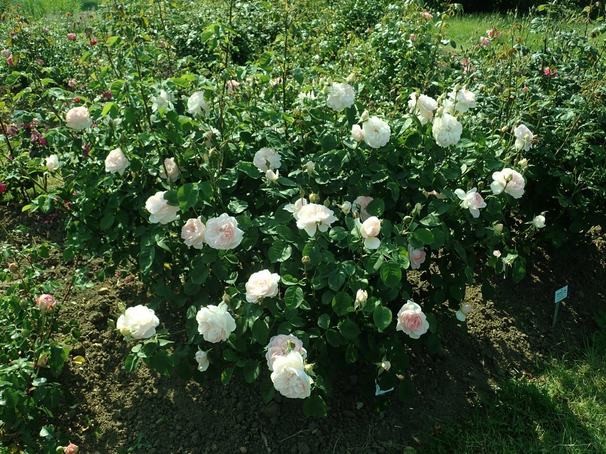 Роза Джентл Гермионе - фото 4