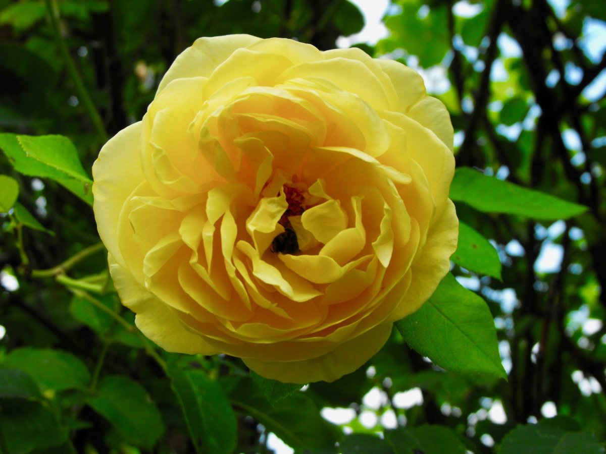 Роза Грехам Томас - фото 5