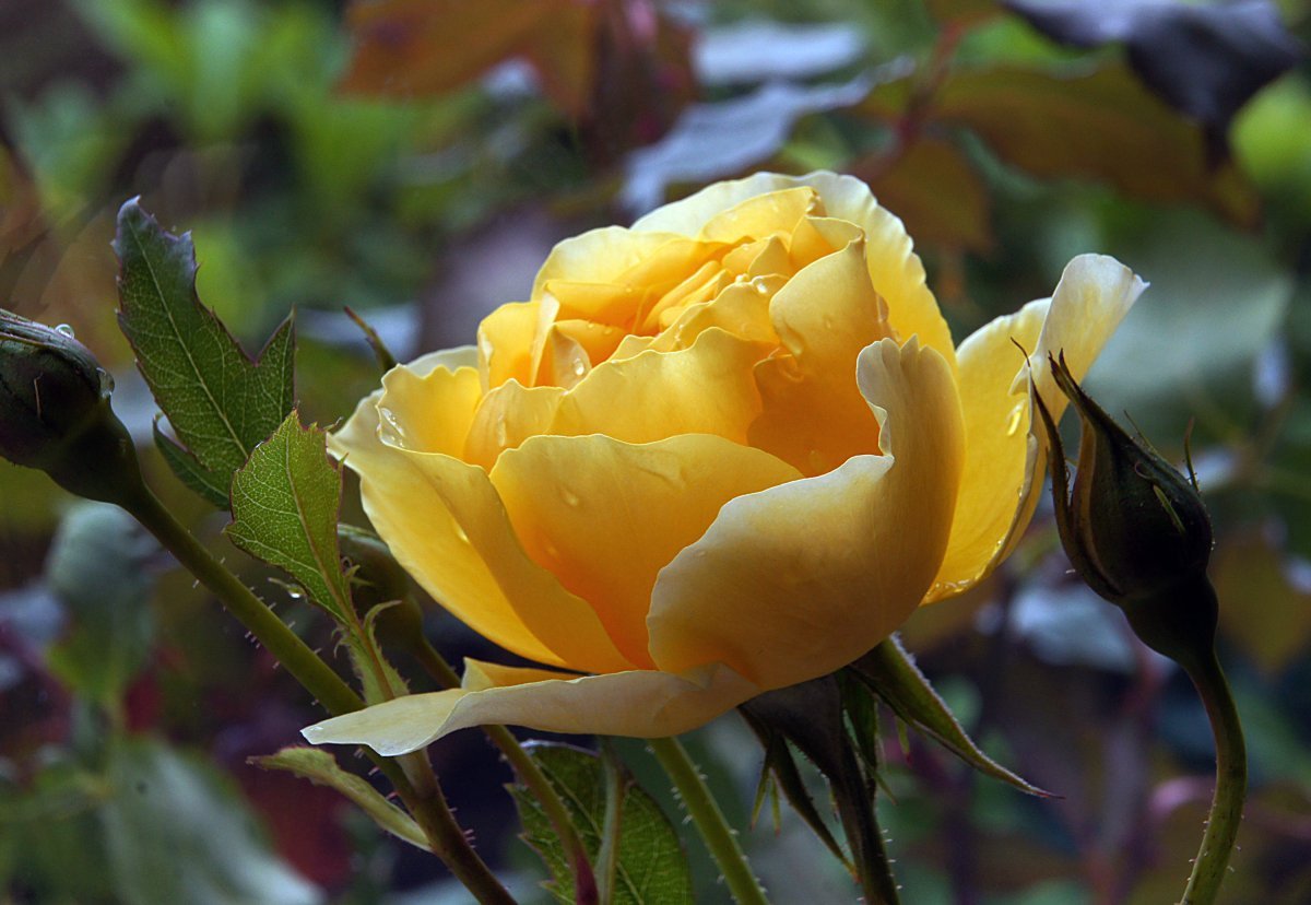 Роза Грехам Томас - фото 2