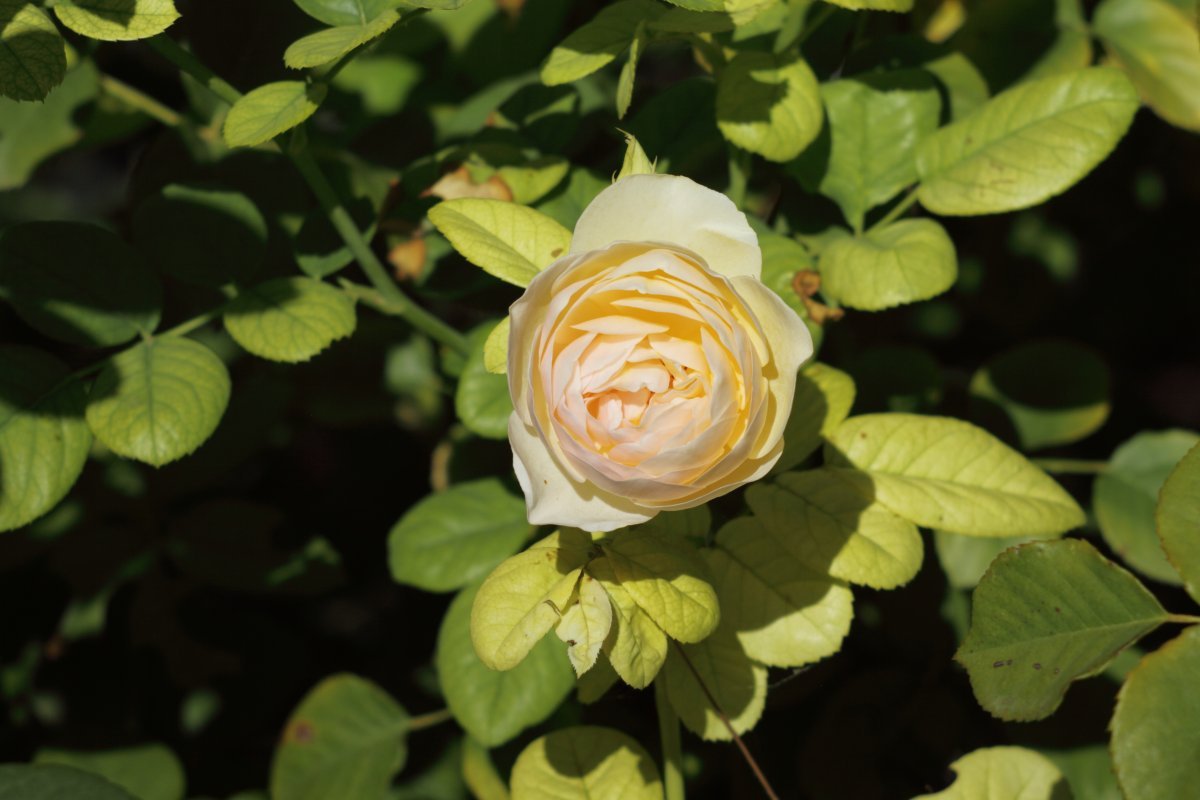 Роза Грехам Томас - фото 8