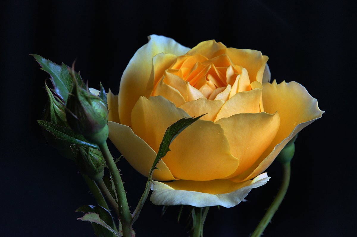 Роза Грехам Томас