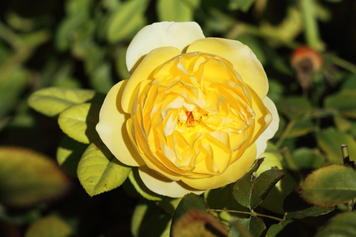 Роза Грехам Томас - фото 7