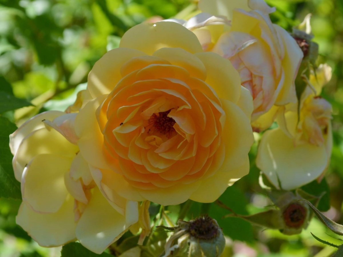 Роза Грехам Томас - фото 9