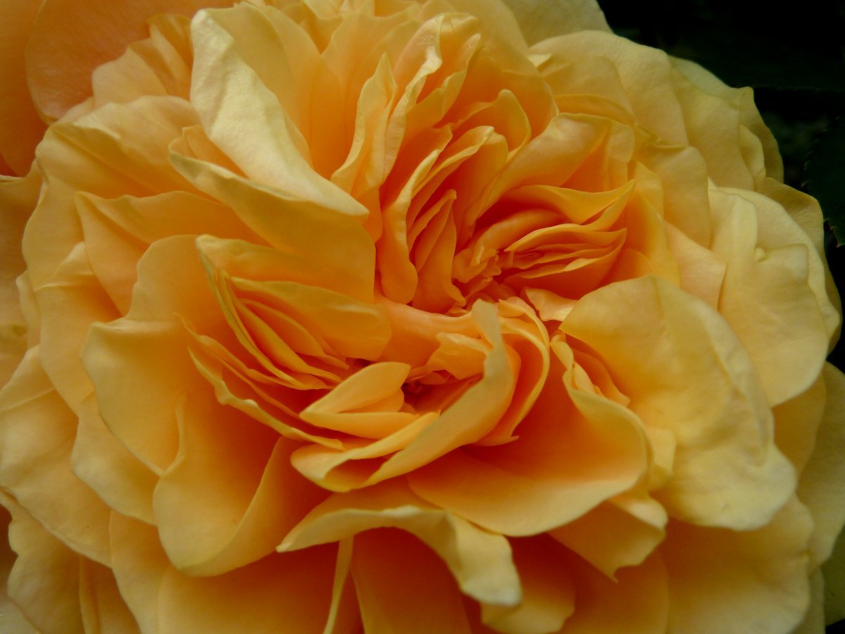 Роза Грехам Томас - фото 4