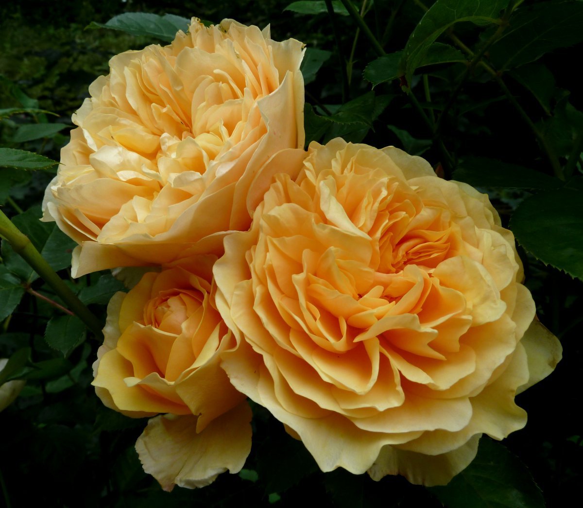 Роза Грехам Томас - фото 3