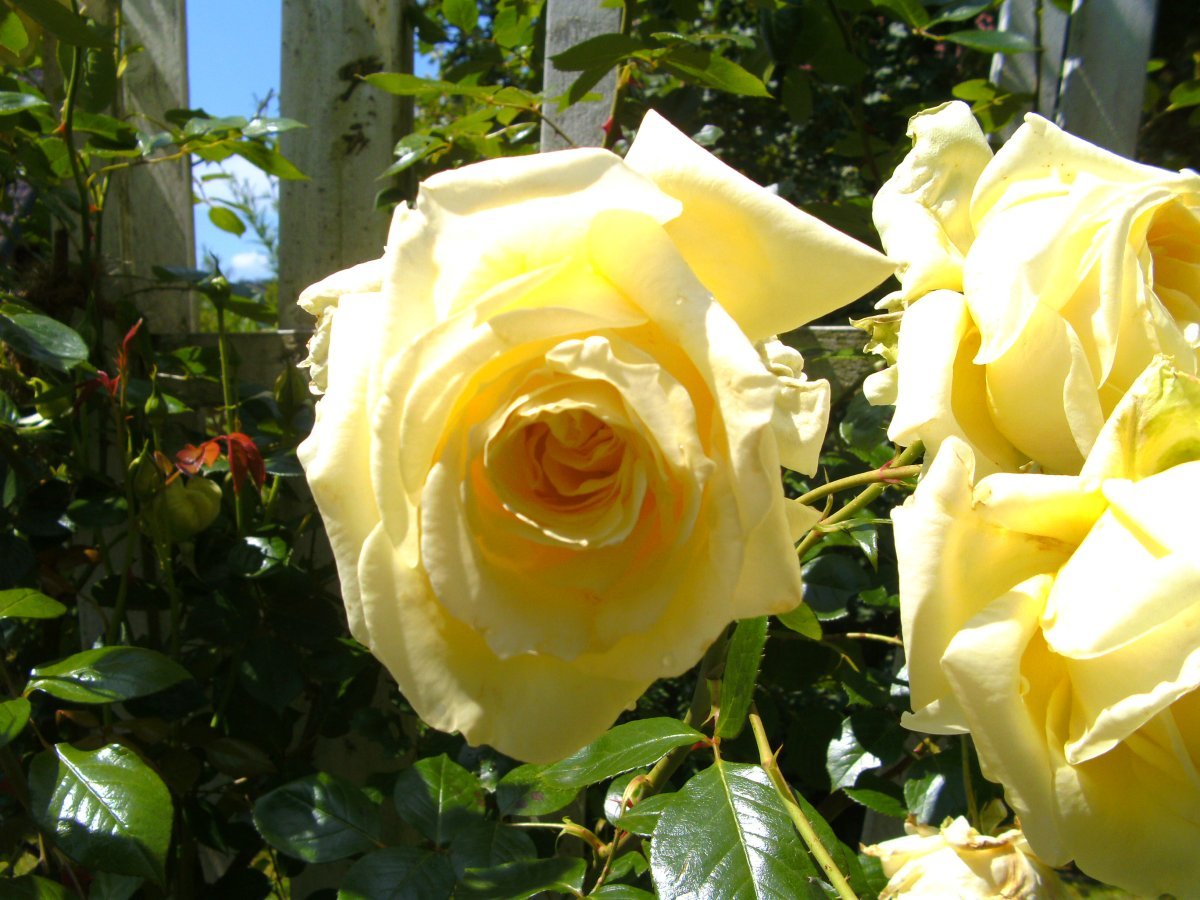 Роза Эльф плетистая - фото 2