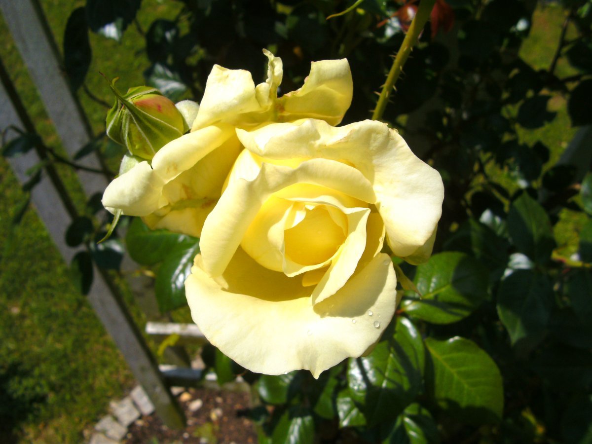 Роза Эльф плетистая - фото 3