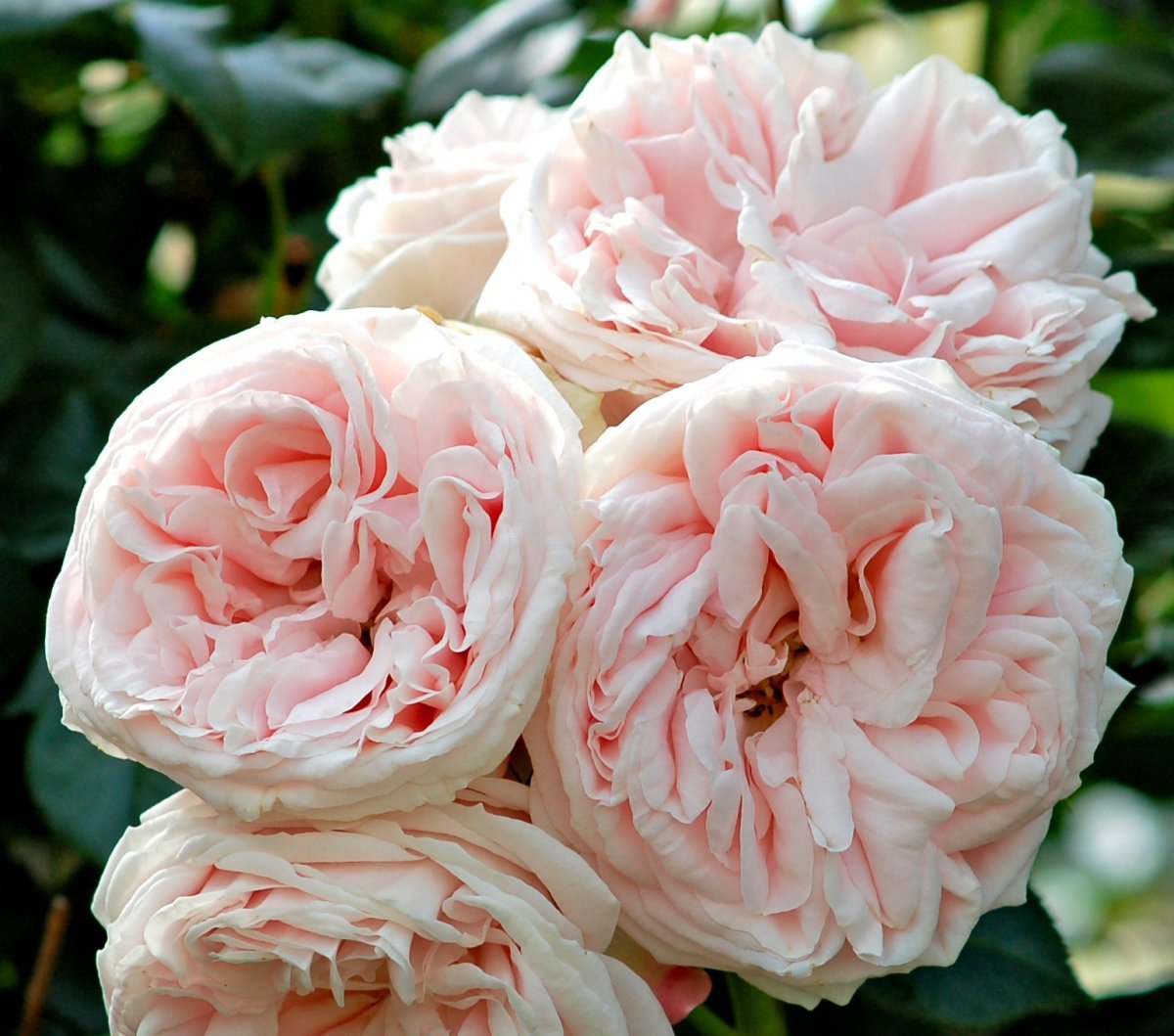 Роза Джардина плетистая